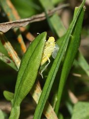 (5) Die Binsen-Schmuckzikade (Cicadella viridis)