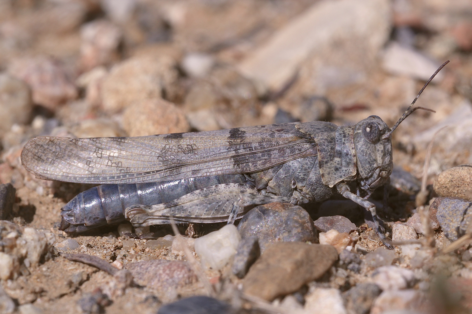 (5) Die Blauflügelige Sandschrecke (Sphingonotus caerulans)