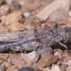 (5) Die Blauflügelige Sandschrecke (Sphingonotus caerulans)