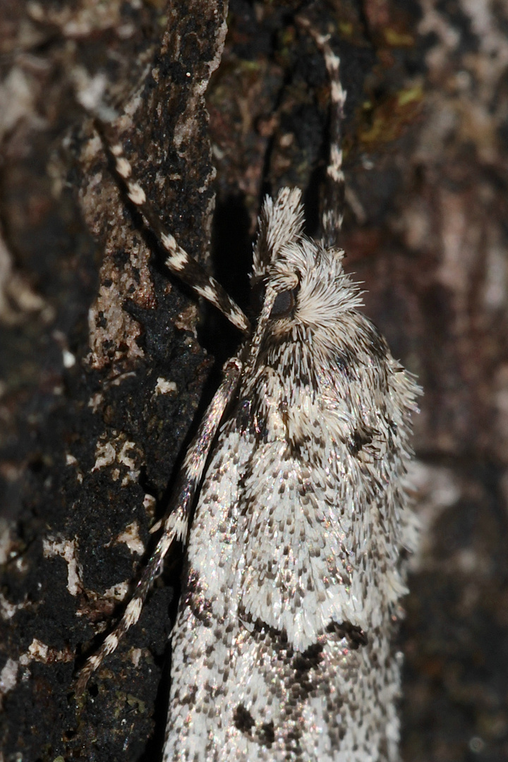 (5) Die Buchenmotte oder "Sängerin" (Diurnea fagella) - ...