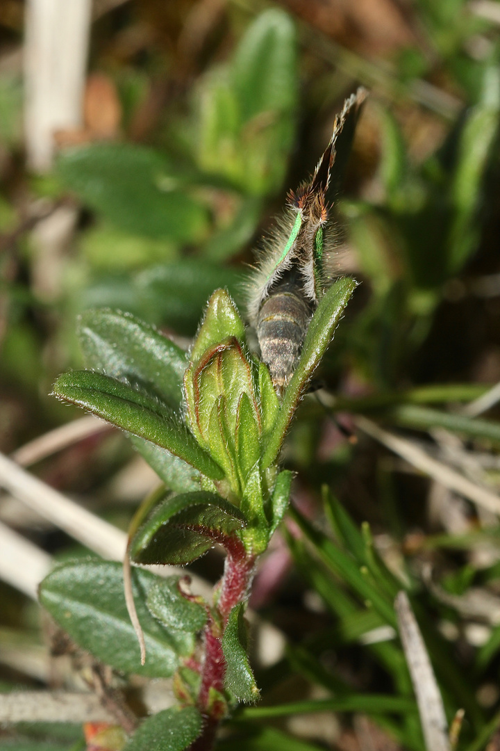 (5) Die Eiablage des Grünen Zipfelfalters (Callophrys rubi) ...