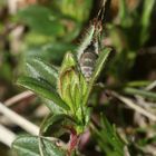 (5) Die Eiablage des Grünen Zipfelfalters (Callophrys rubi) ...