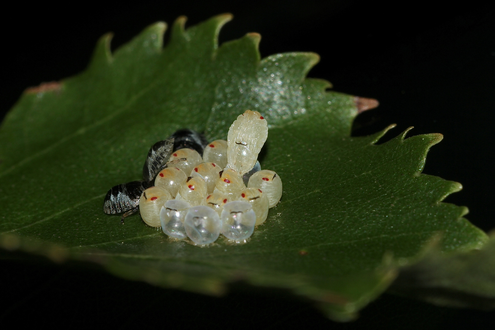 (5) Die Entwicklung der Rotbeinigen Baumwanze (Pentatoma rufipes)