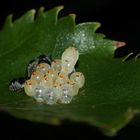 (5) Die Entwicklung der Rotbeinigen Baumwanze (Pentatoma rufipes)