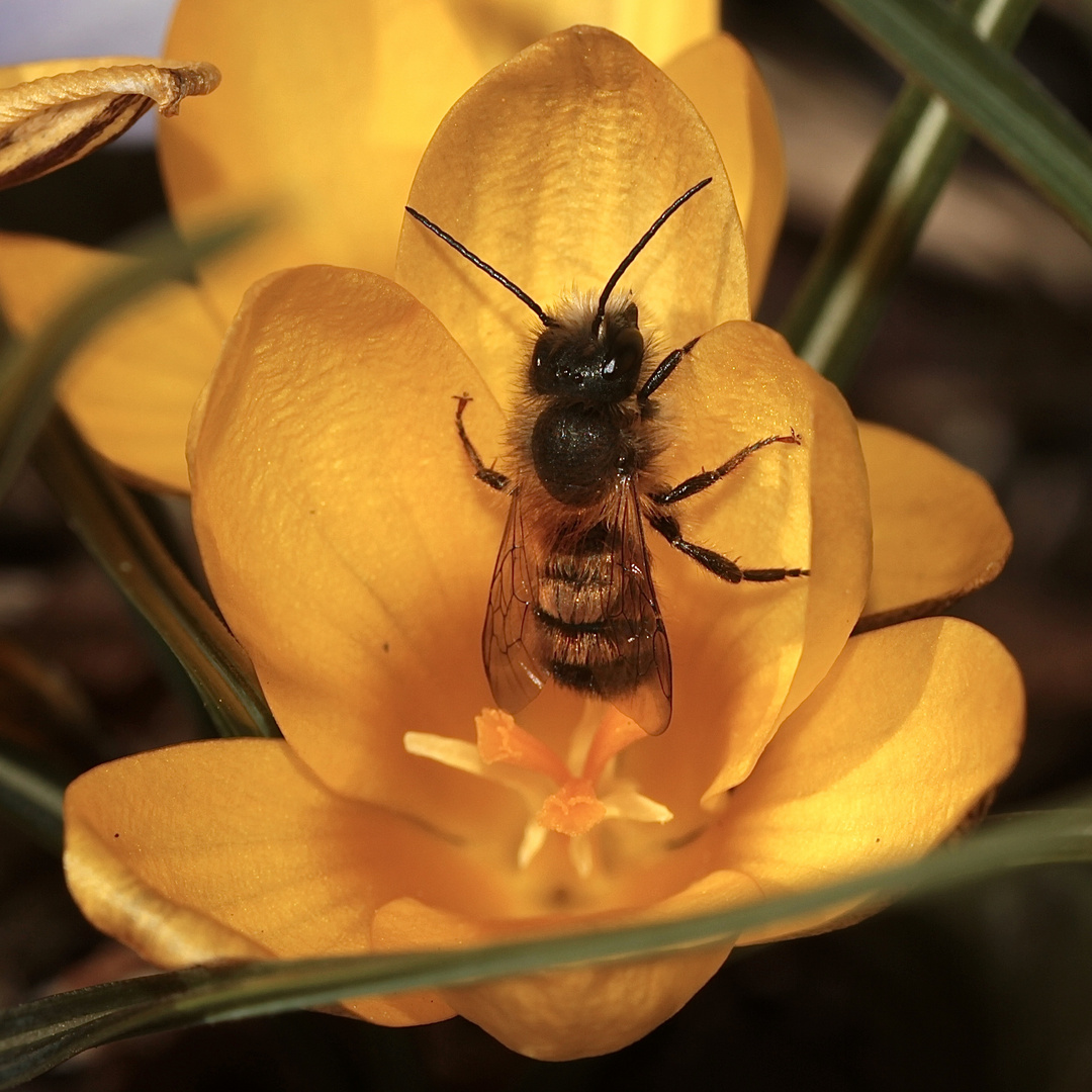 (5) Die ersten Wildbienen im Garten 2018 Foto &amp; Bild