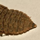 (5) Die Exuvie (Larvenhülle) der Kleinen Zangenlibelle (Onychogomphus forcipatus) - ...
