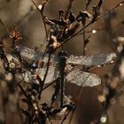 (5) Die Frühe Heidelibelle (Sympetrum fonscolombii)