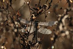 (5) Die Frühe Heidelibelle (Sympetrum fonscolombii)