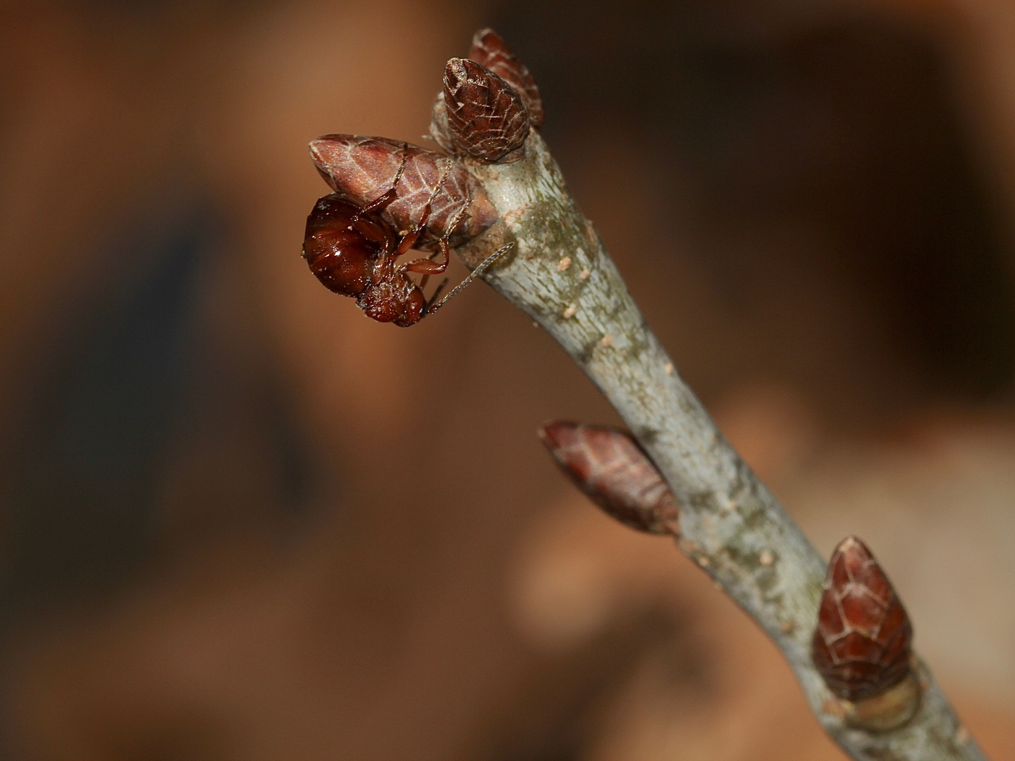 (5) Die Gallwespe BIORHIZA PALLIDA, (Eichen-)Schwammgallwespe