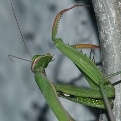 (5) Die Gemeine oder Europäische GOTTESANBETERIN (Mantis religiosa)