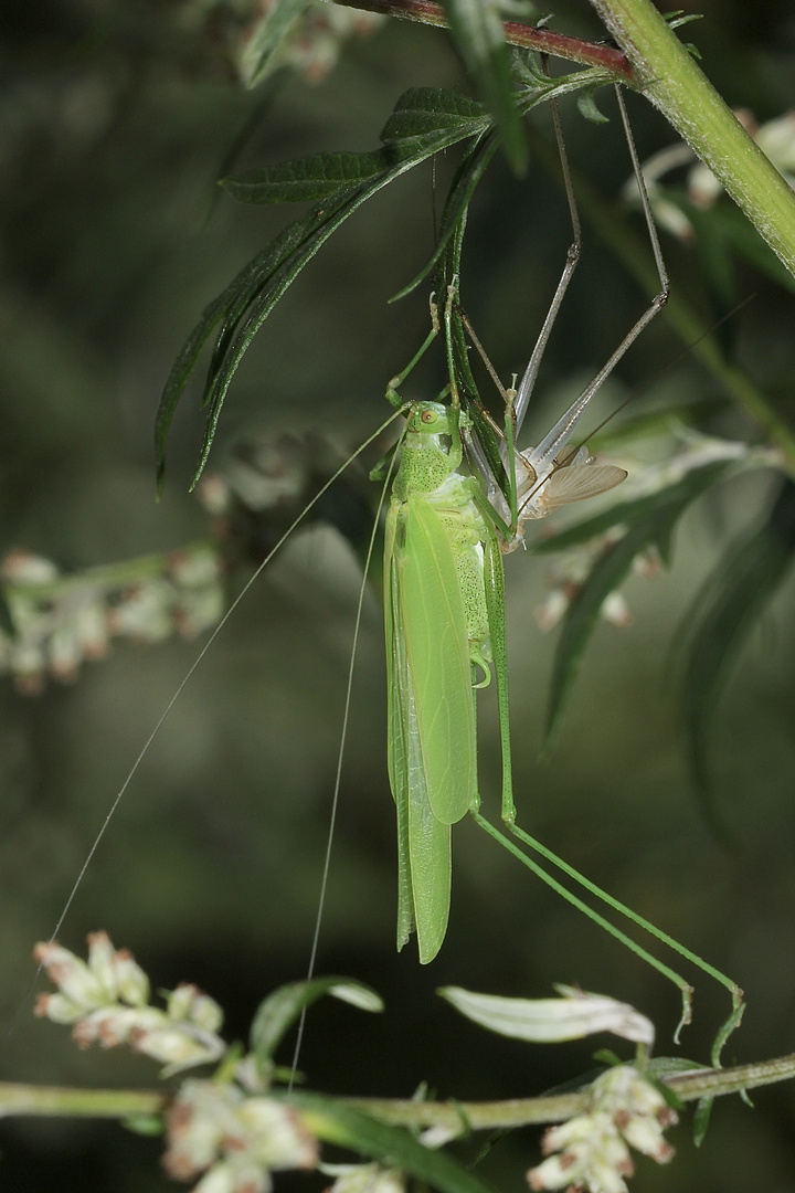 (5) Die Gemeine Sichelschrecke (Phaneroptera falcata)