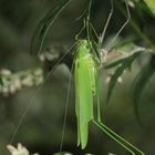 (5) Die Gemeine Sichelschrecke (Phaneroptera falcata)