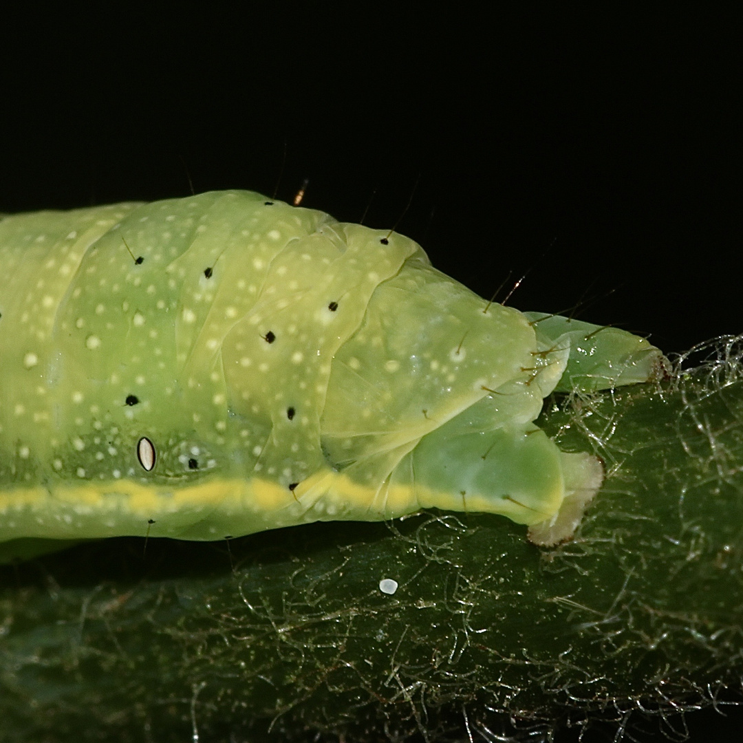 (5) Die Gemüseeule (Lacanobia oleracea) ...