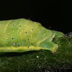 (5) Die Gemüseeule (Lacanobia oleracea) ...