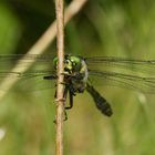 (5) Die Gestreifte Quelljungfer (Cordulegaster bidentata) - ...