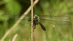 (5) Die Gestreifte Quelljungfer (Cordulegaster bidentata) - ...