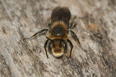 (5) Die Glänzende Natternkopf-Mauerbiene (Osmia adunca)