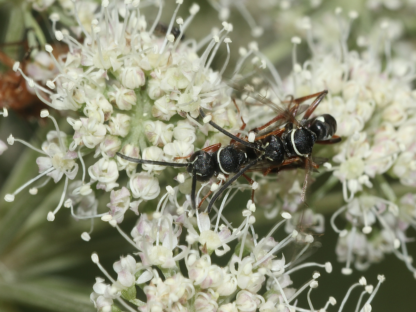 (5) Die hübsche Wegwespe (Fam. Pompilidae) CEROPALES MACULATA, Kuckucks-Wegwespe