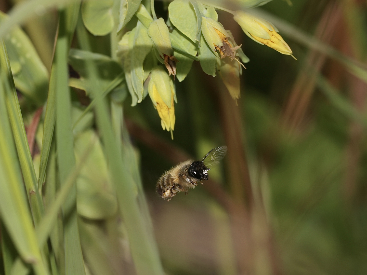 (5) Die Kleine Wachsblume und ihre Mauerbiene Osmia cerinthidis - eine spannende Geschichte