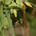 (5) Die Kleine Wachsblume und ihre Mauerbiene Osmia cerinthidis - eine spannende Geschichte