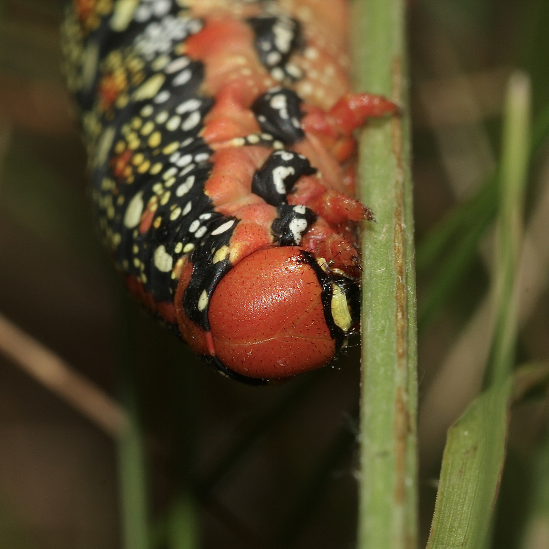 (5) Die knallbunte Raupe des Wolfsmilchschwärmers (Hyles euphorbiae), ...