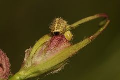 (5) Die Larve des Nelken-Kokonrüßlers (Hypera arator) ...