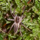 (5) Die Listspinne (Pisaura mirabilis) ...