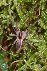 (5) Die Listspinne (Pisaura mirabilis) ...