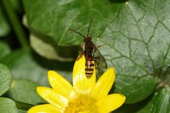 (5) Die Männchen der NOMADA-Wespenbienen ...