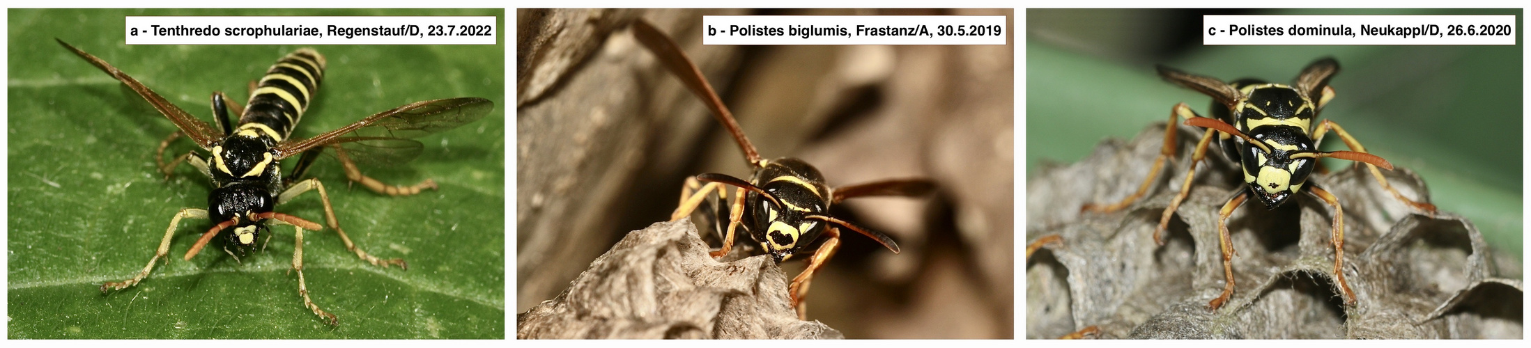 (5) Die MIMIKRY der Blattwespe TENTHREDO SCROPHULARIAE