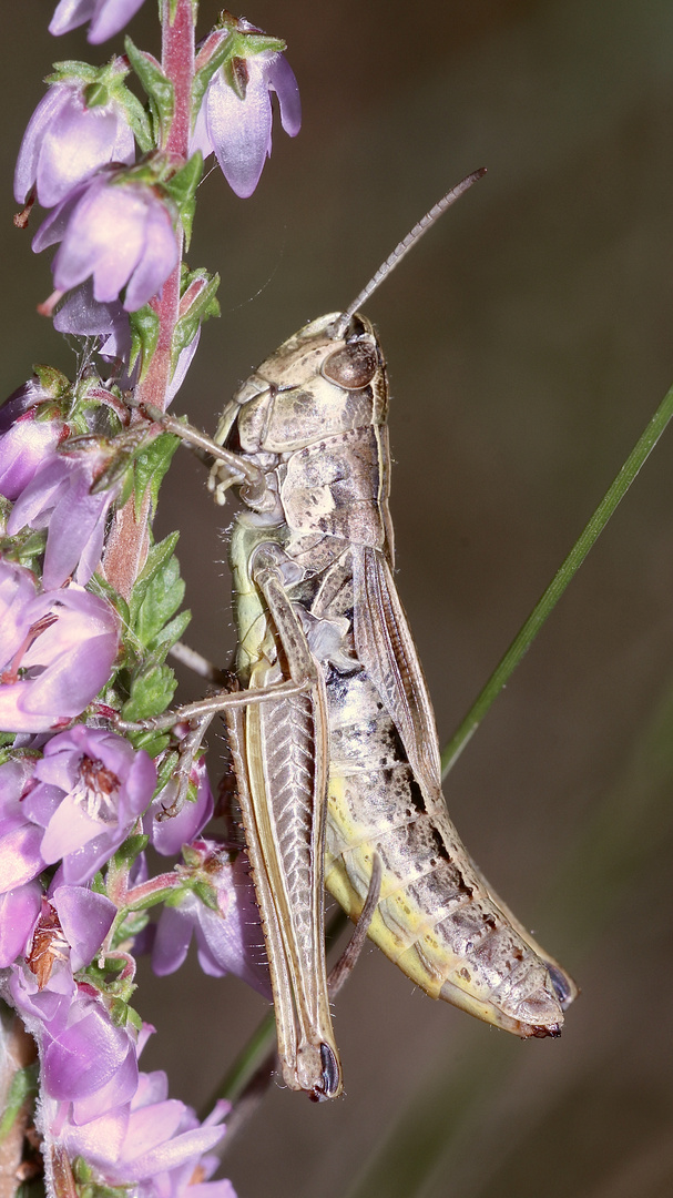 (5) Die Paarung des Gemeinen Grashüpfers (Pseudochorthippus parallelus)