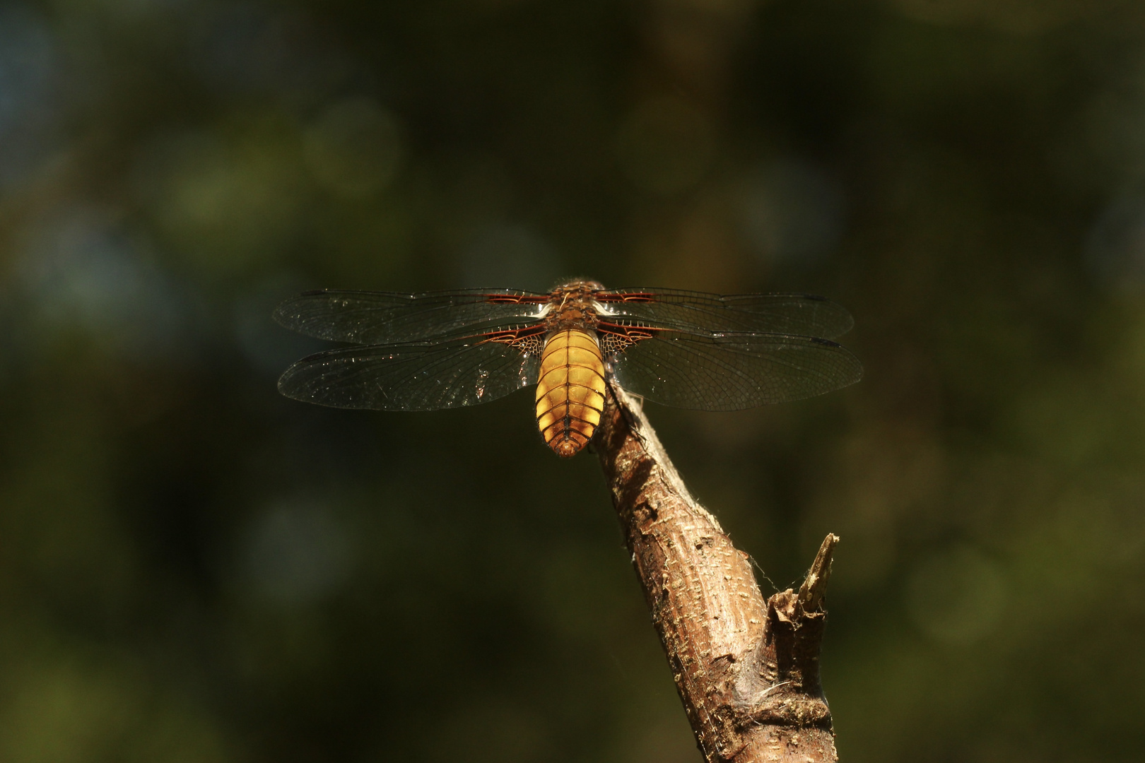 (5) Die PLATTBAUCH-LIBELLE (LIBELLULA DEPRESSA)