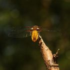 (5) Die PLATTBAUCH-LIBELLE (LIBELLULA DEPRESSA)