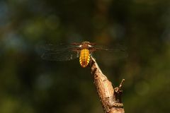 (5) Die PLATTBAUCH-LIBELLE (LIBELLULA DEPRESSA)