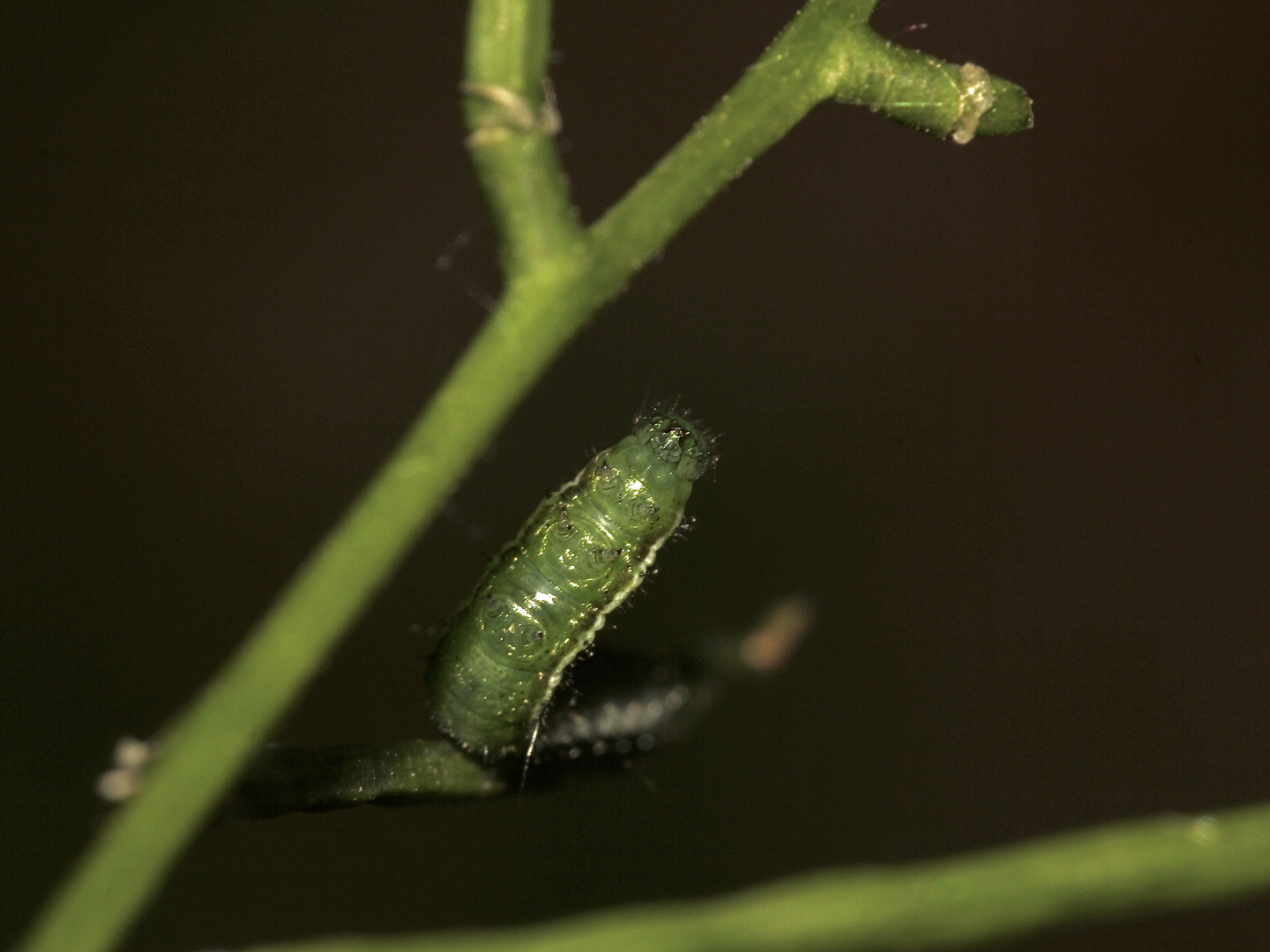 (5) Die Raupe des Aurorafalters (Anthocharis cardamines) ...