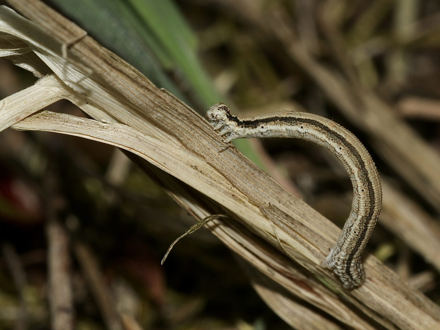 (5) Die Raupe des Marmorierten Kleinspanners (Scopula immorata)