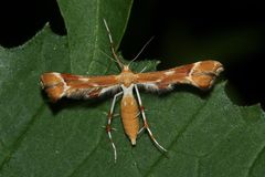 (5) Die Rosen-Federmotte (Cnaemidophorus rhododactyla)