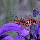 (5) Die Rote Mordwanze (Rhynocoris iracundus) ...