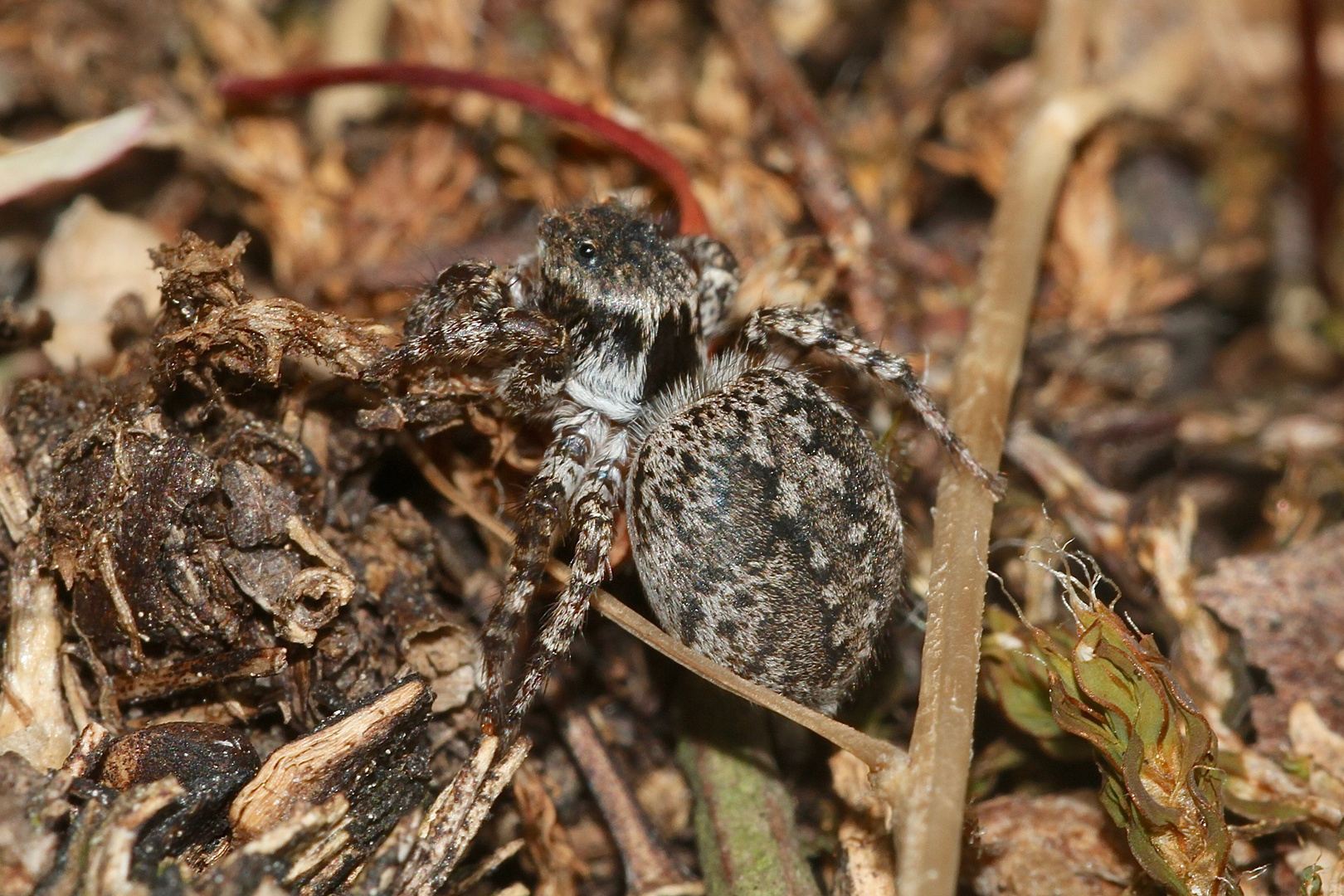 (5) Die V-Fleck-Springspinne (Aelurillus v-insignitus) ...