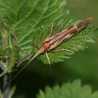 (5) Die Wasserinsekten mit Ausnahme der Libellen ...