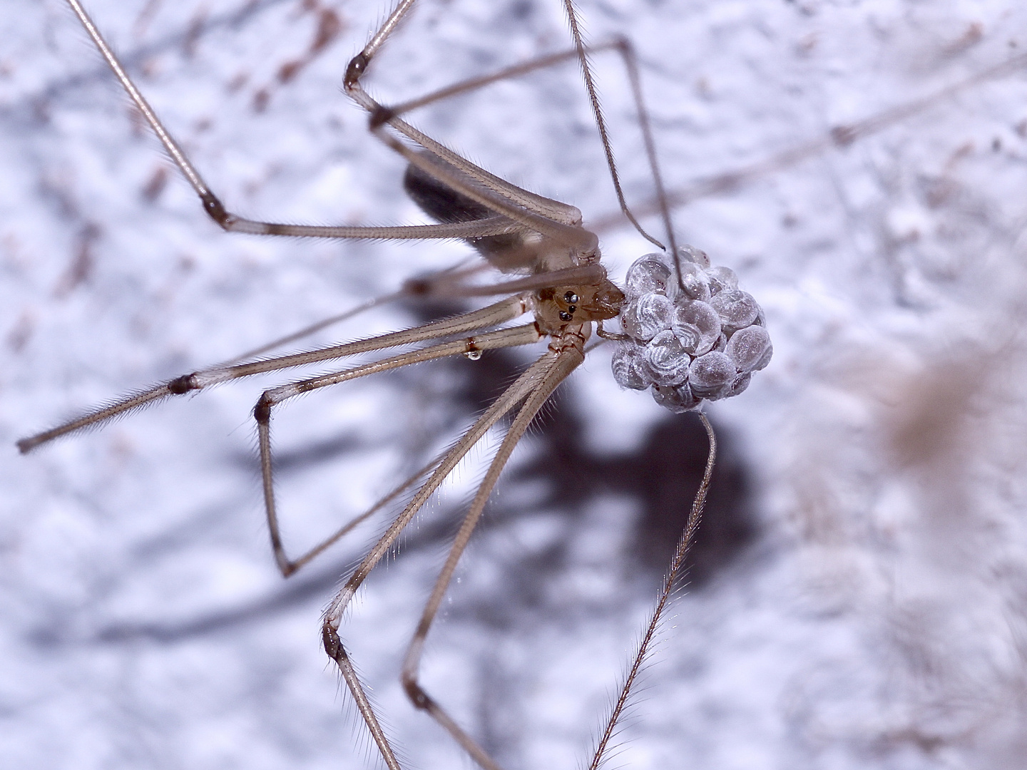 (5) Die Zitterspinne (Pholcus phalangioides) mit ihrem Kokon