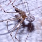 (5) Die Zitterspinne (Pholcus phalangioides) mit ihrem Kokon