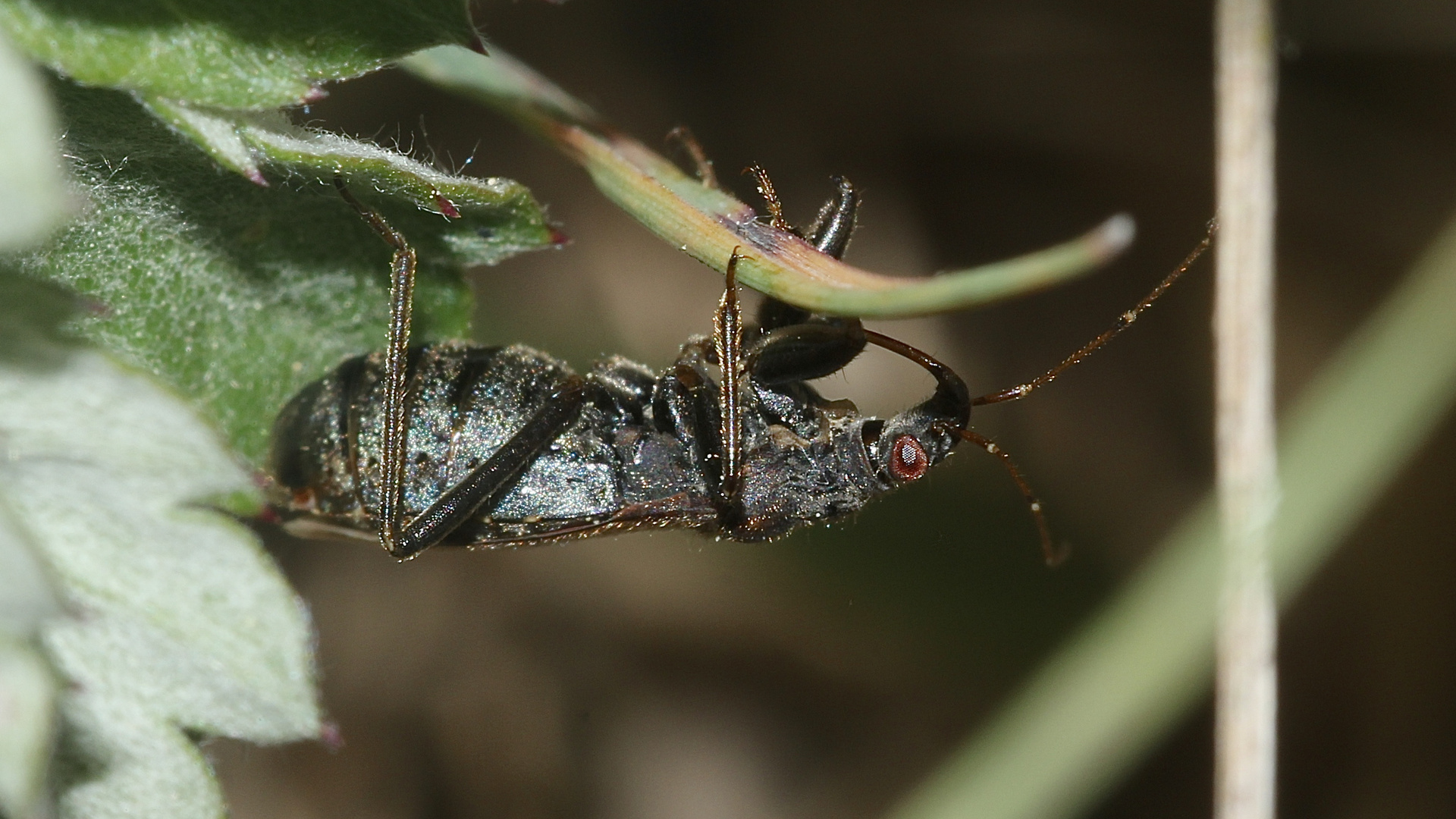 (5) Die zu den Sichelwanzen (Fam. Nabidae) gehörende ...