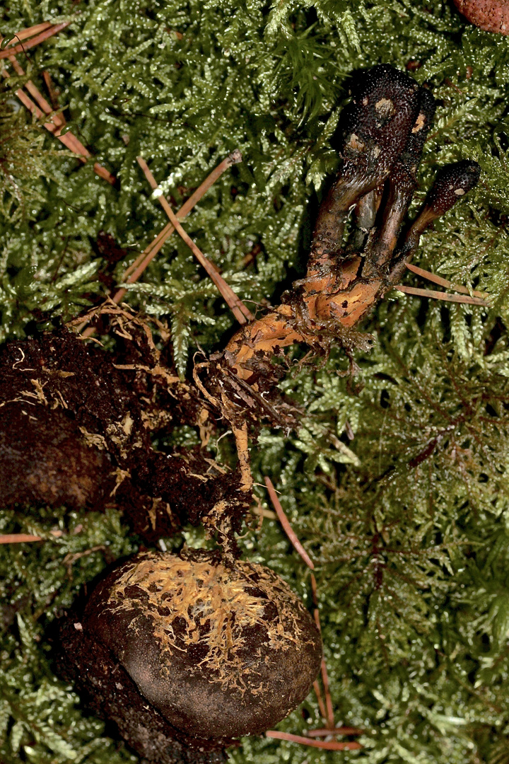 (5) Die Zungen-Kernkeule (Elaphocordyceps ophioglossoides) ...