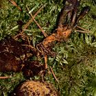 (5) Die Zungen-Kernkeule (Elaphocordyceps ophioglossoides) ...