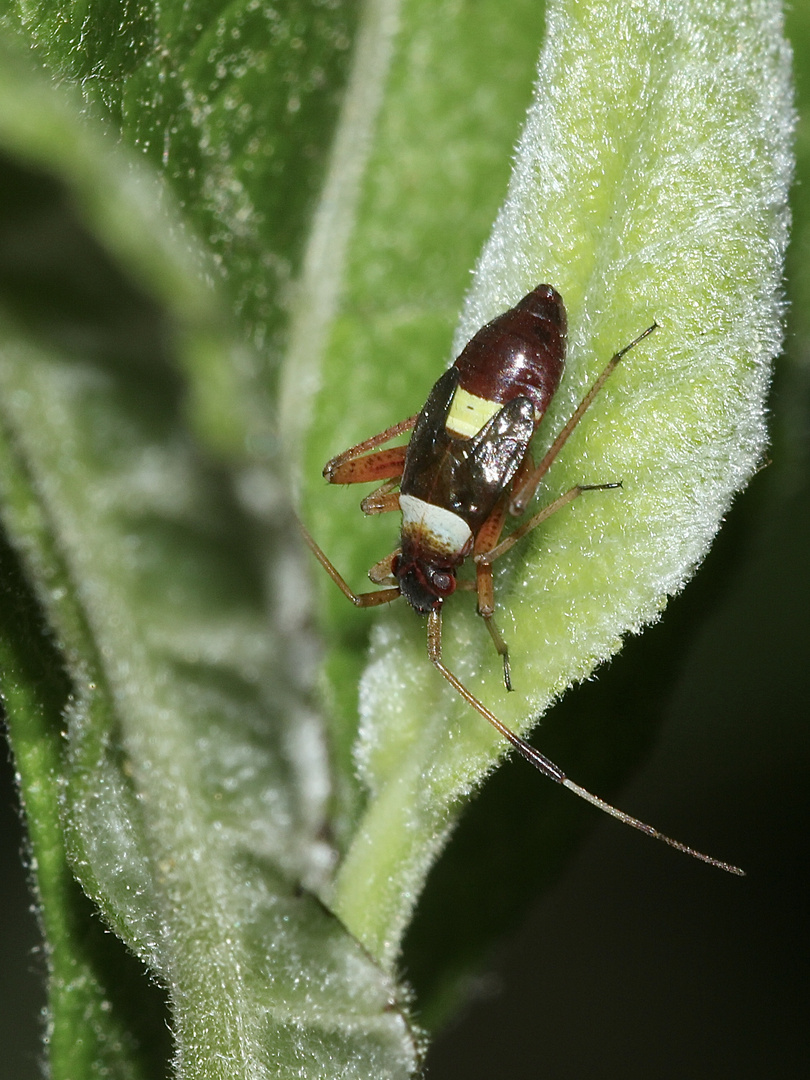 (5) Die Zweikeulen-Weichwanze (Closterotomus biclavatus) ...