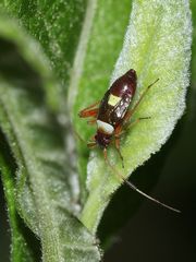 (5) Die Zweikeulen-Weichwanze (Closterotomus biclavatus) ...