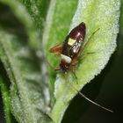 (5) Die Zweikeulen-Weichwanze (Closterotomus biclavatus) ...