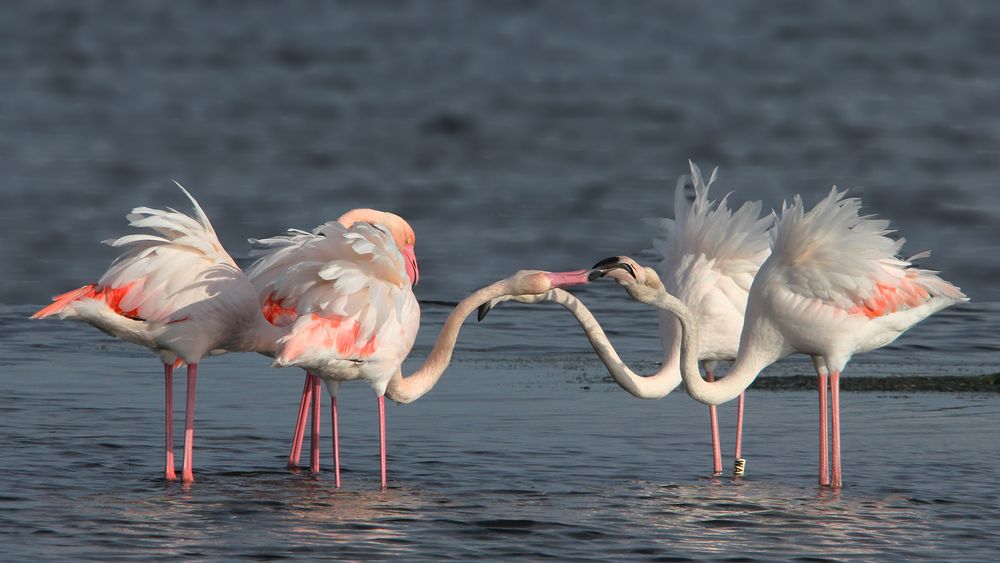 5 doux flamants