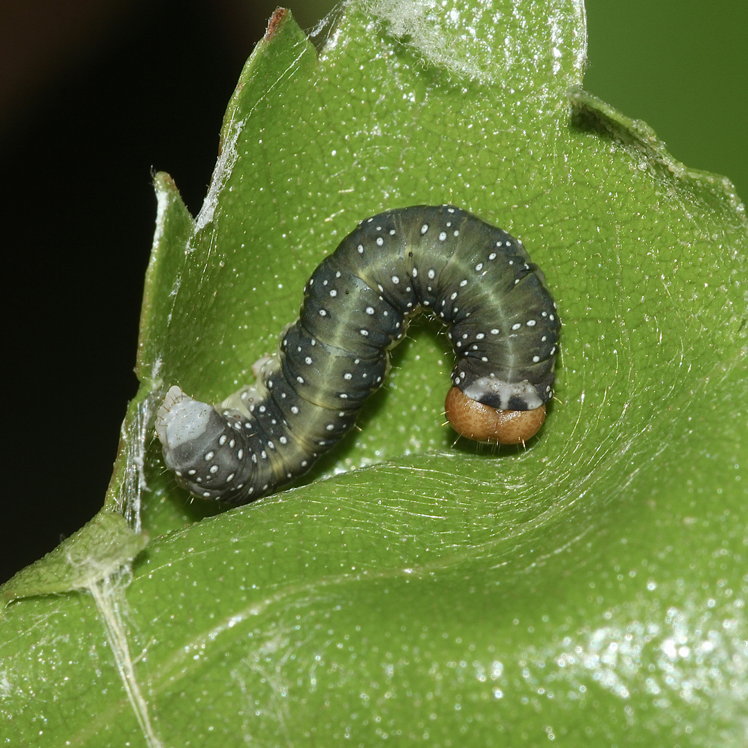 (5) Drei Raupenstadien des Gelbhorn-Eulenspinners (Achlya flavicornis)